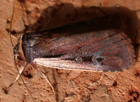 Flame-shouldered Dart